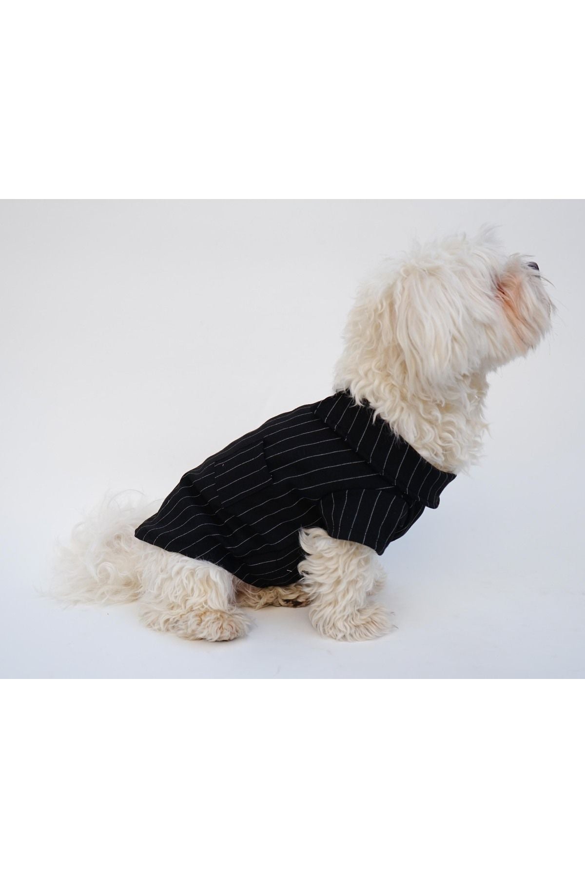 Dog or Cat Shirt - Black and White Striped
